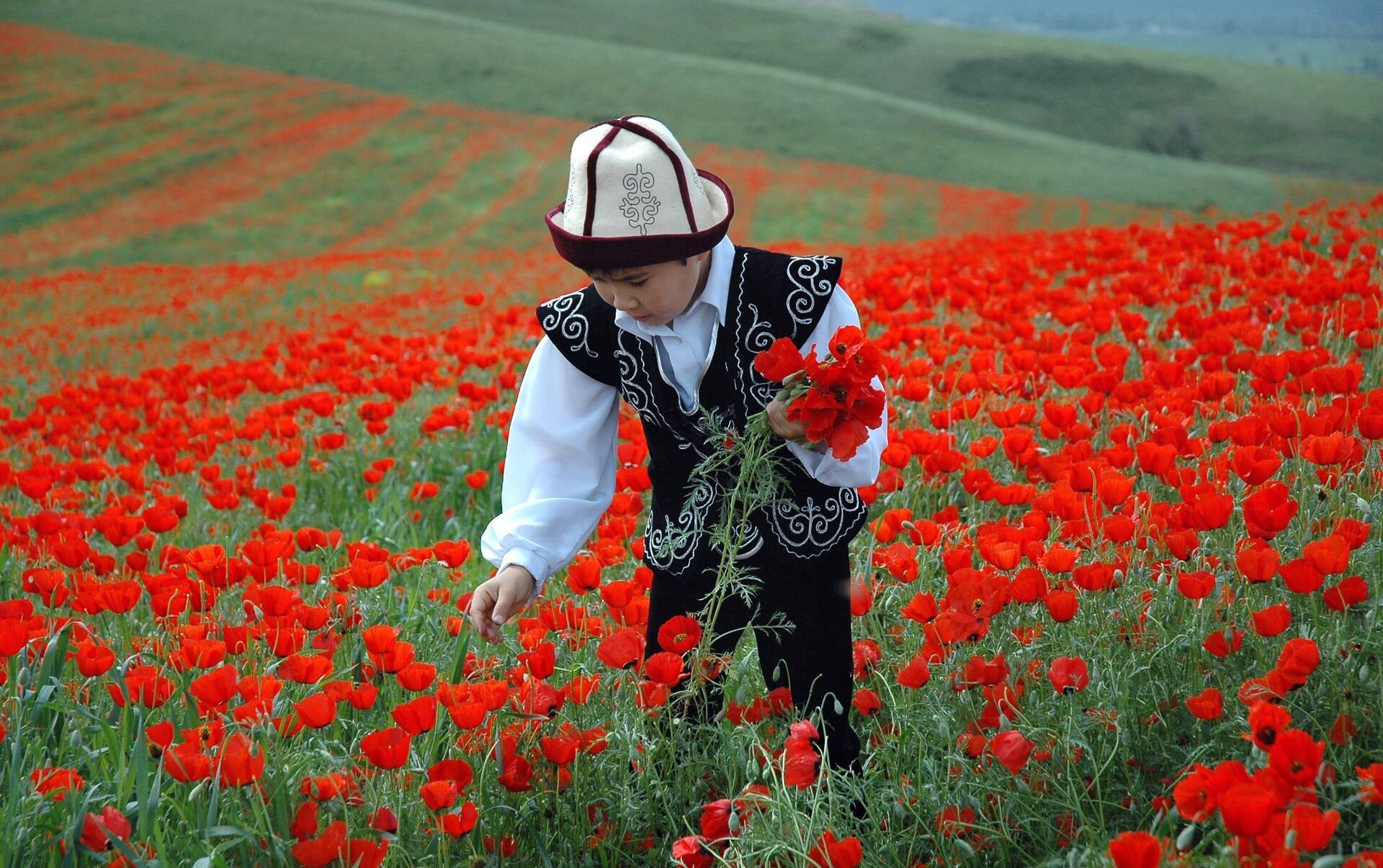 Маковые поля в Алатау Казахстана фотографии