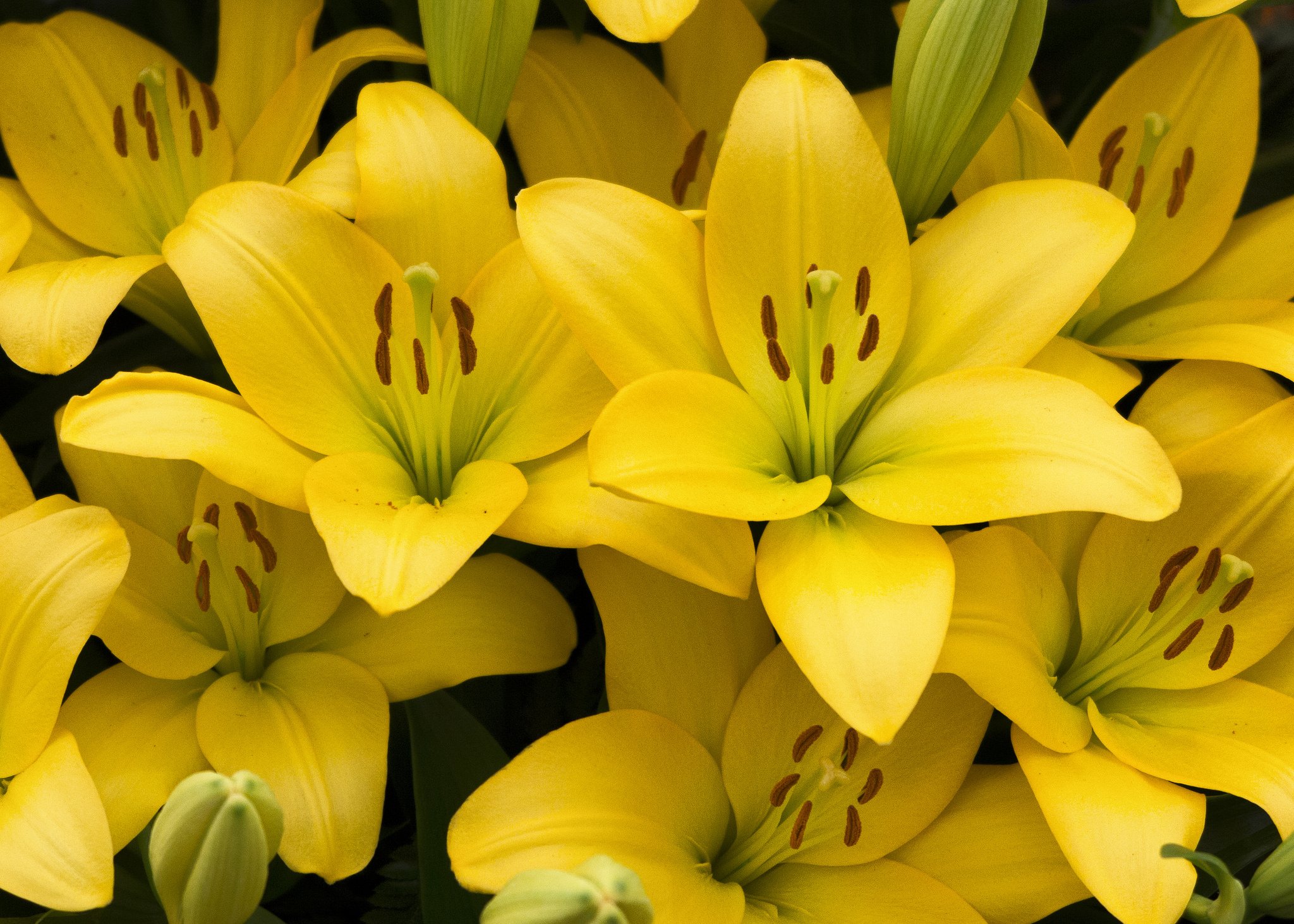 Фотообои цветы | Фото обои цветок Желтые лилии flowers купить | биржевые-записки.рф