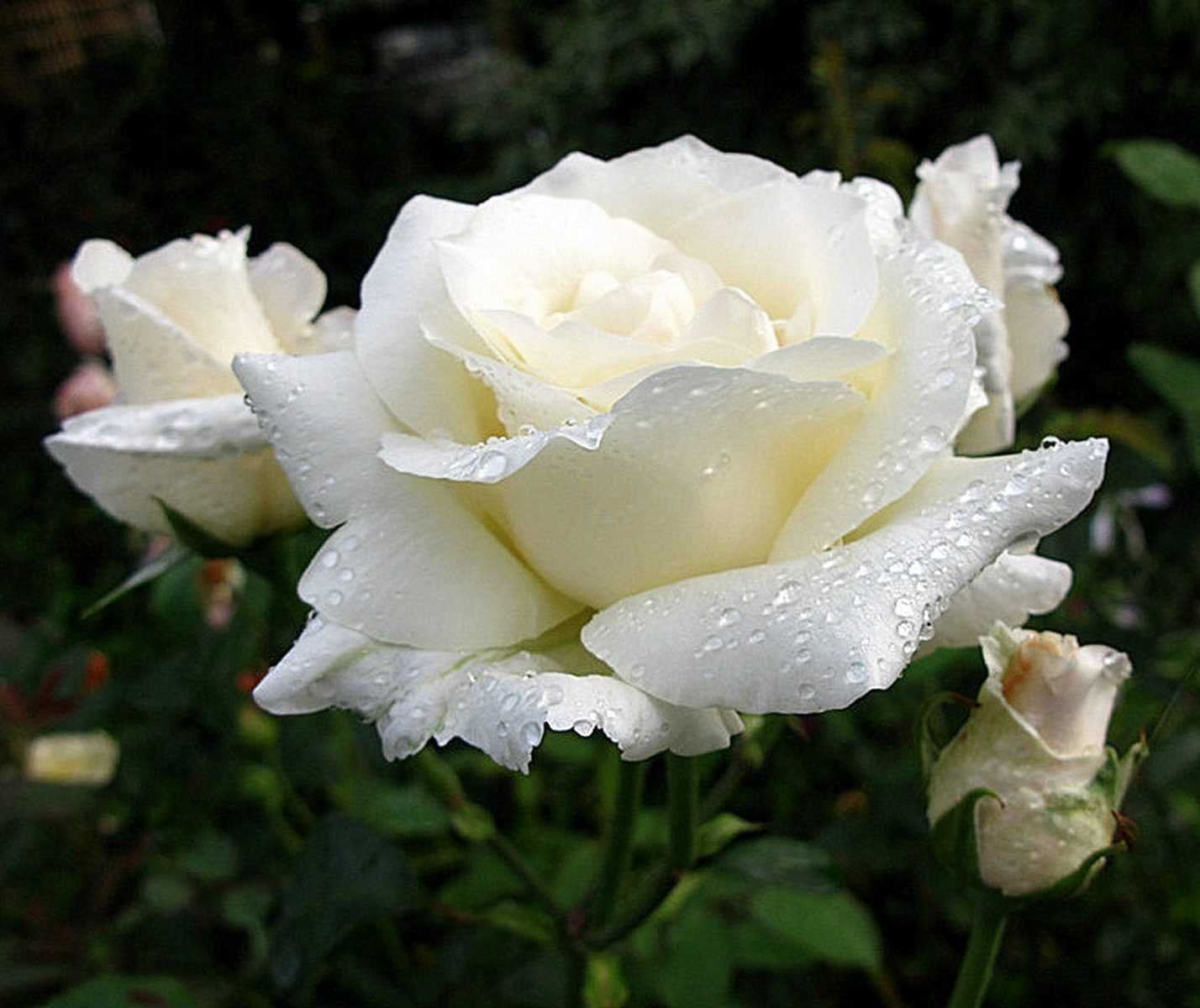 Роза ноблесс - 64 фото
