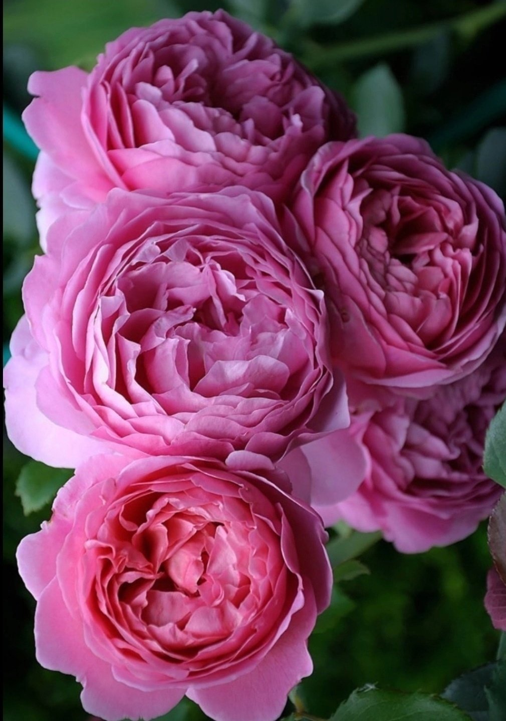Японская роза мияби