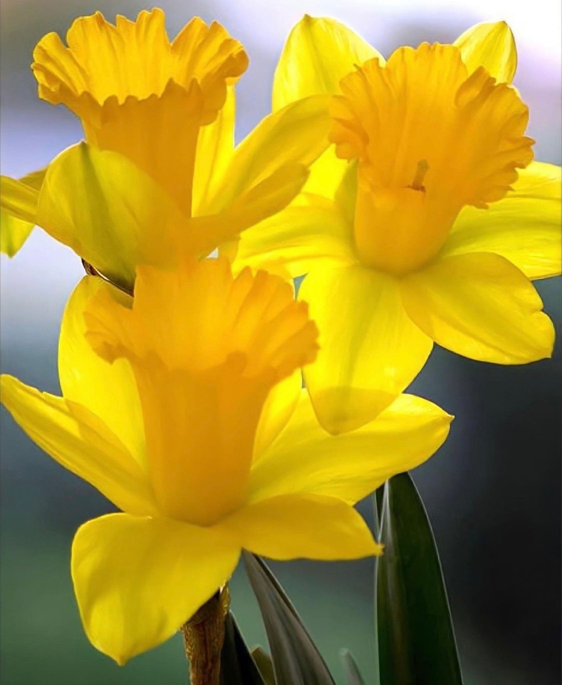 Желтый весенний цветок