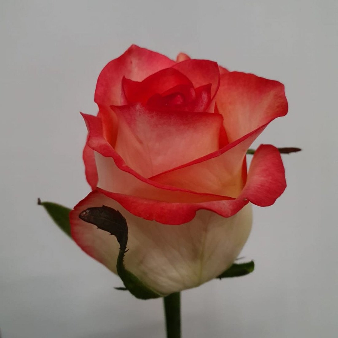 Роза магади