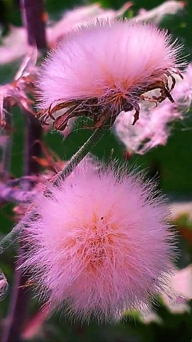 Пушистый цветок
