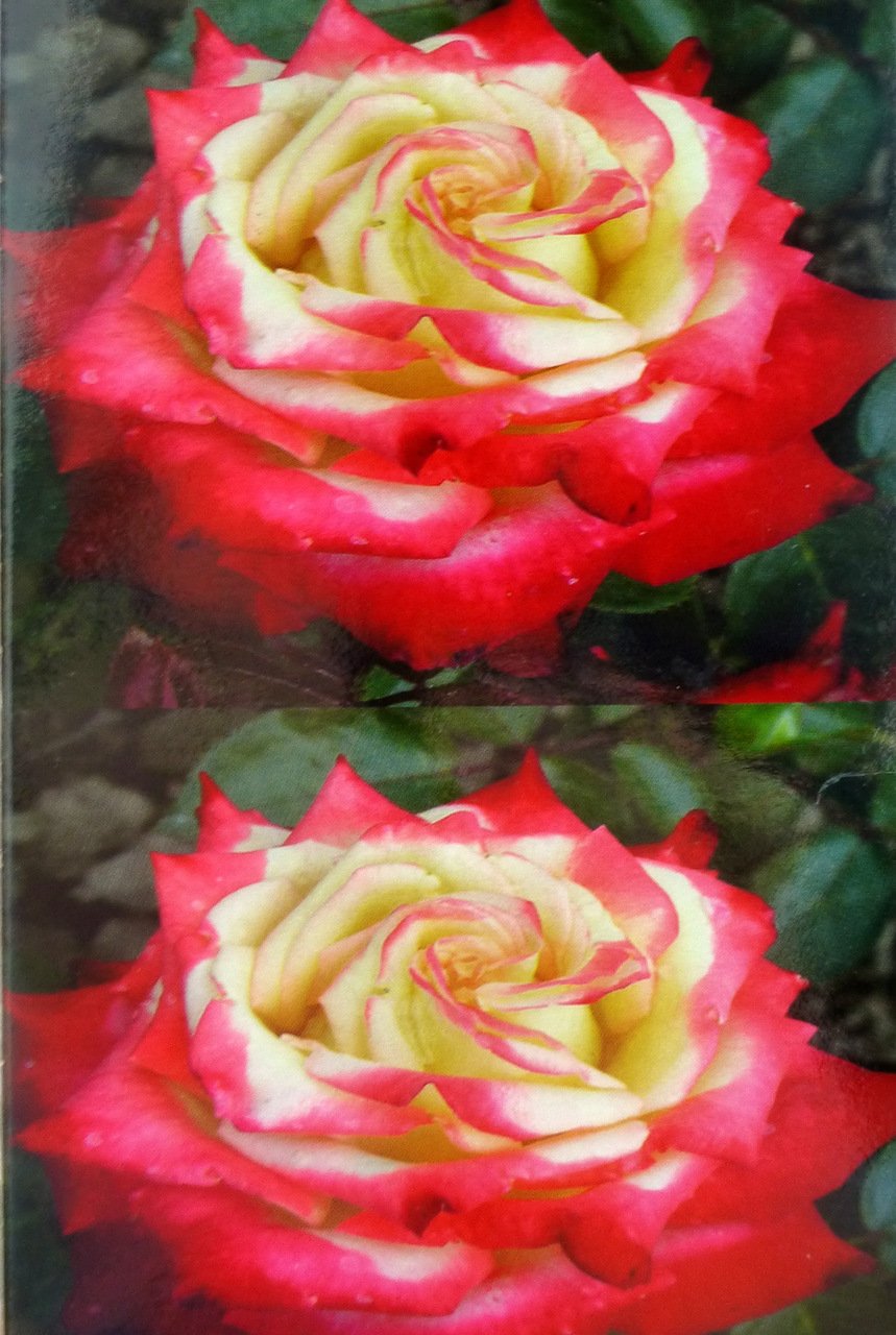 Роза биколетте