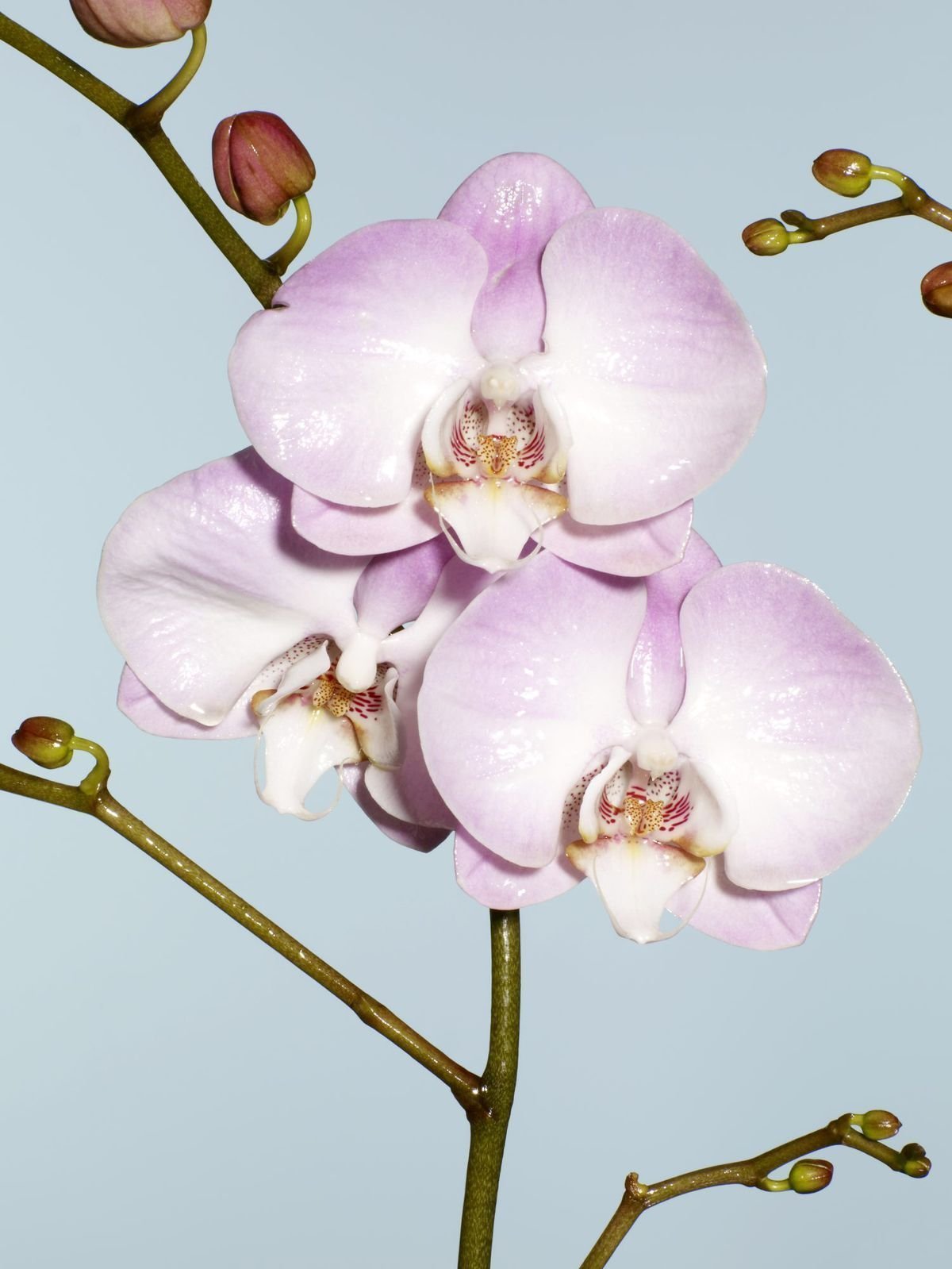 Орхидея амадоро