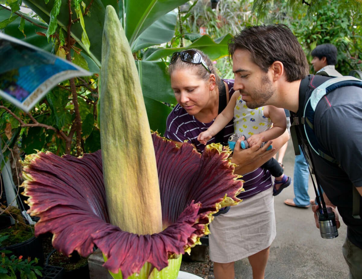 Какой запах самый пахучий по книге рекордов. Цветок Аморфофаллус гигантский. Трупный цветок (Amorphophallus Titanium). Аморфофаллус титанический. Аморфофаллус титанический цветок.