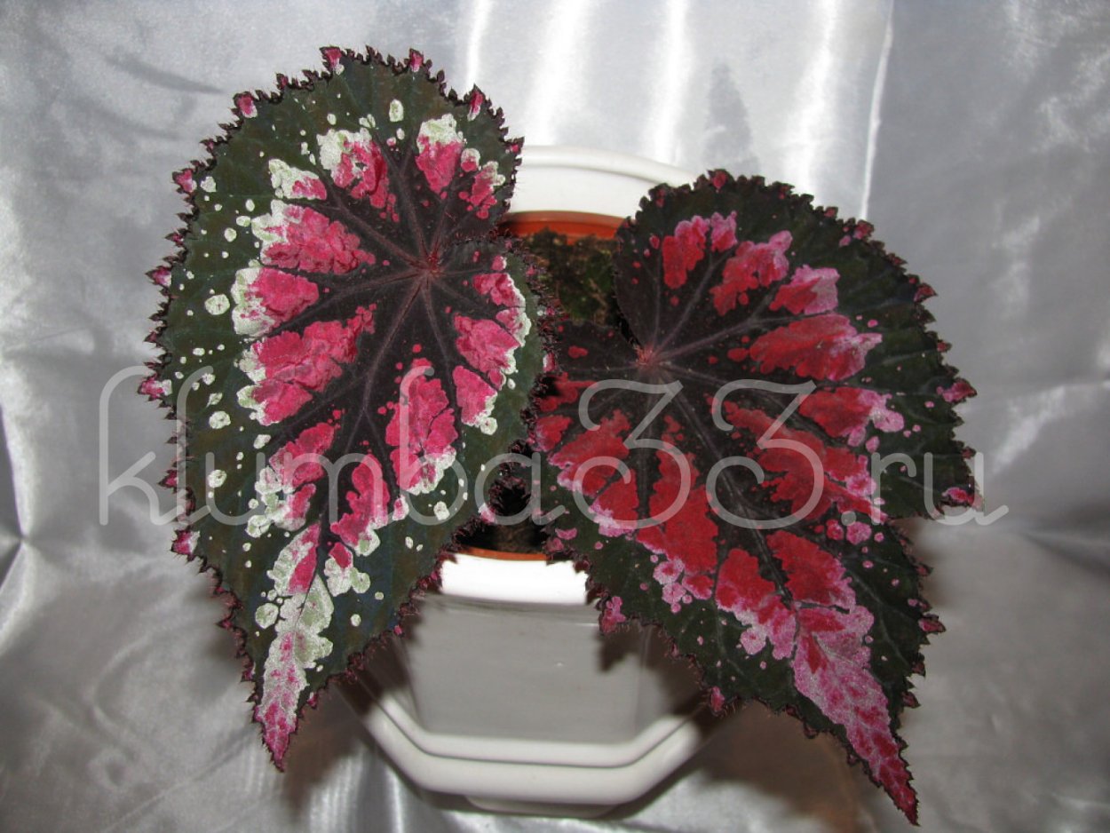 Бегония Канкан Кристмас