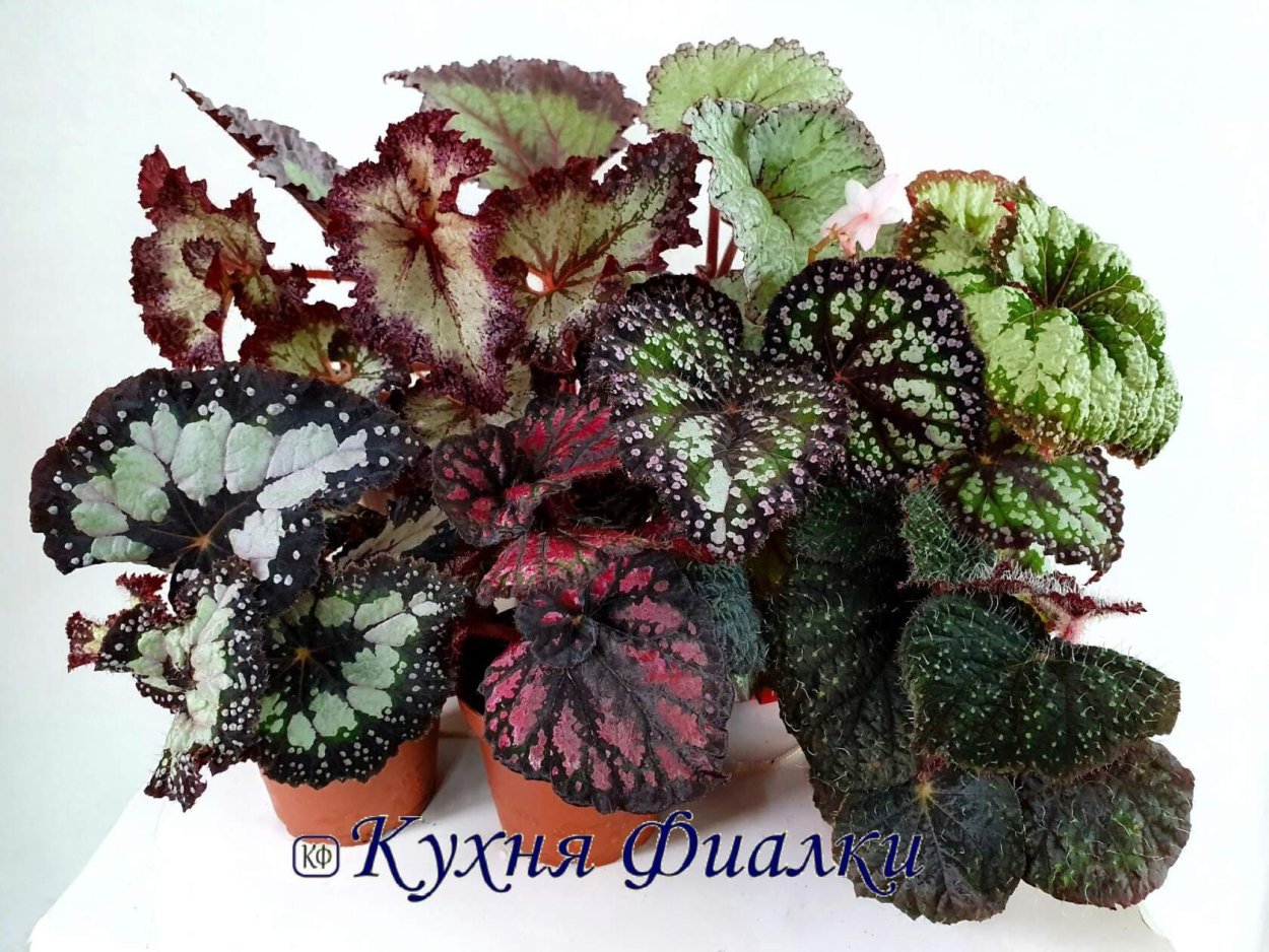 Бегония beccarii