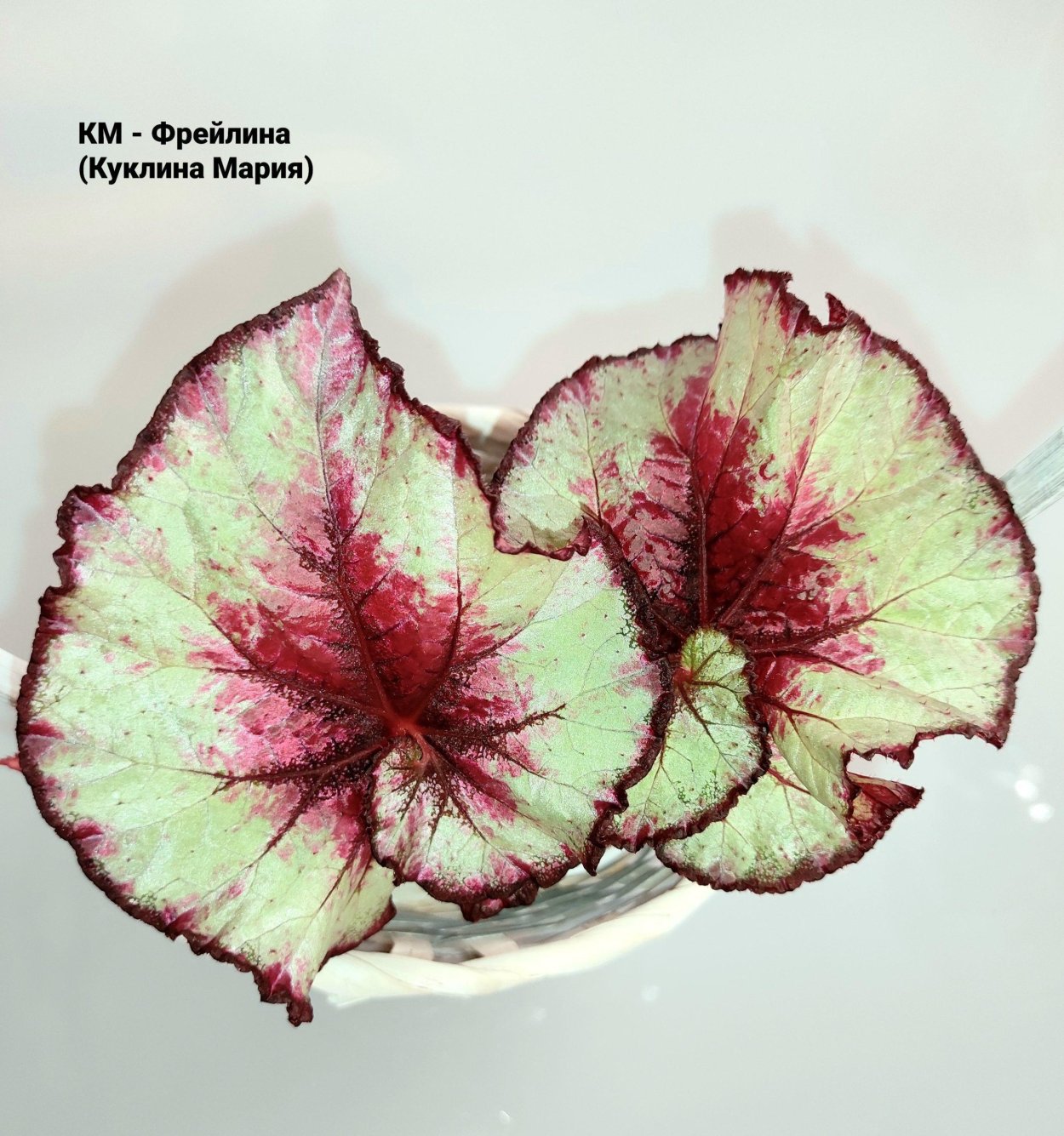 Бегонии Елены Хацкевич Новосибирск