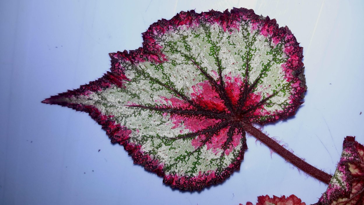 Бегония Ring of Fire