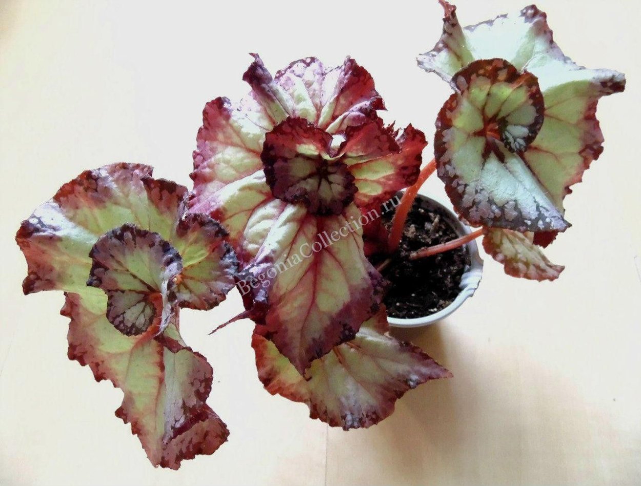 Бегония Raspberry Crush