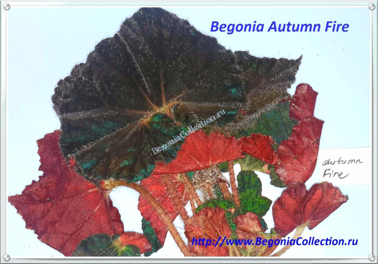 Бегония autumn Fire