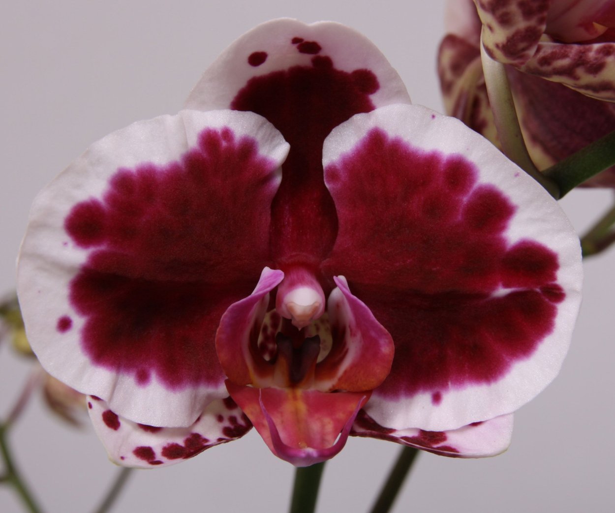 Орхидея Phalaenopsis Black Velvet