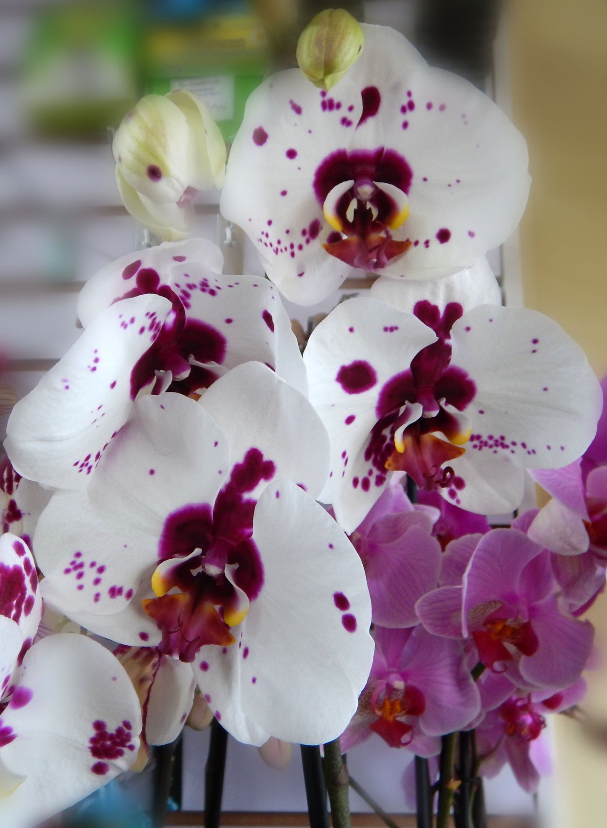 Орхидея ambiance Phalaenopsis