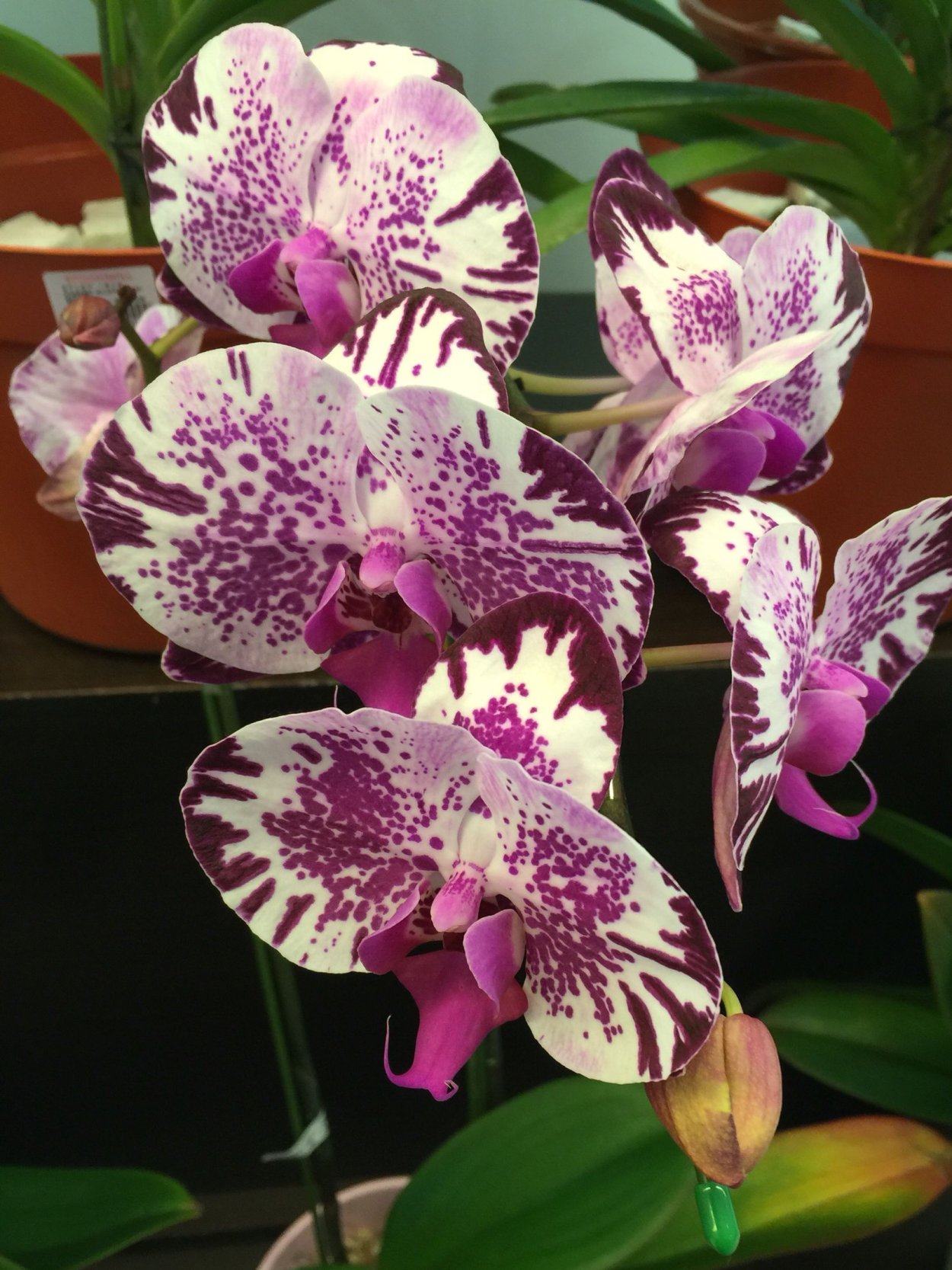 Фаленопсис Moonshadow