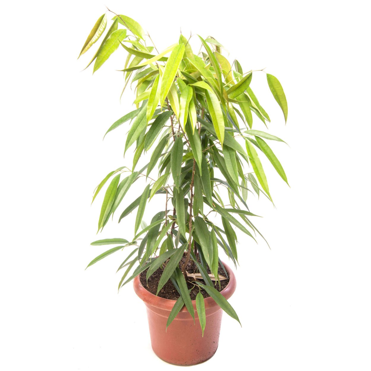 Фикус биннендийка Али