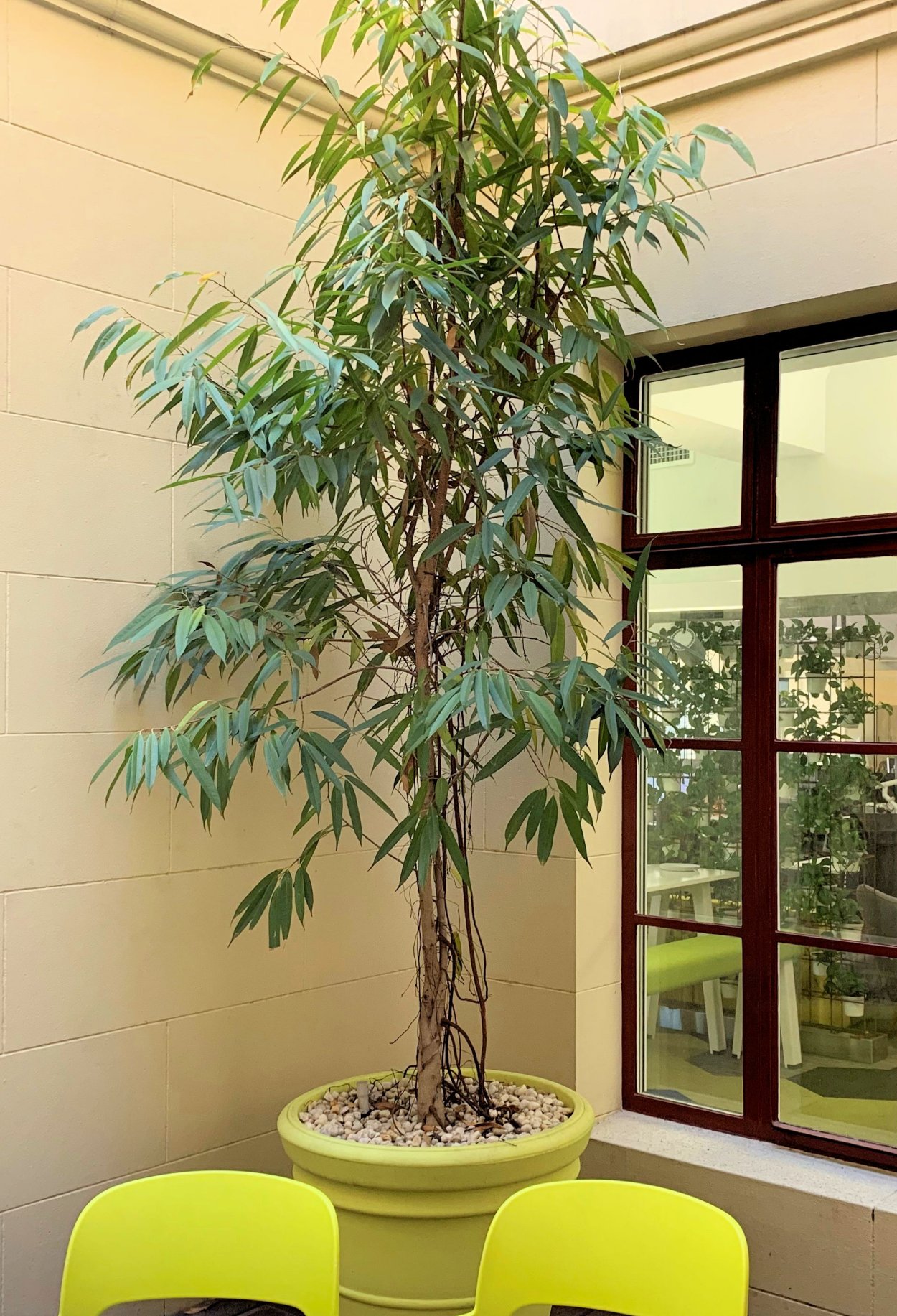 Фикус Али узколистный