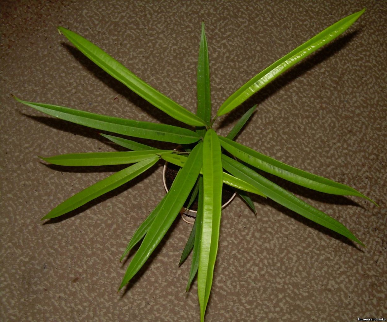 Амстел Грин Голд вар