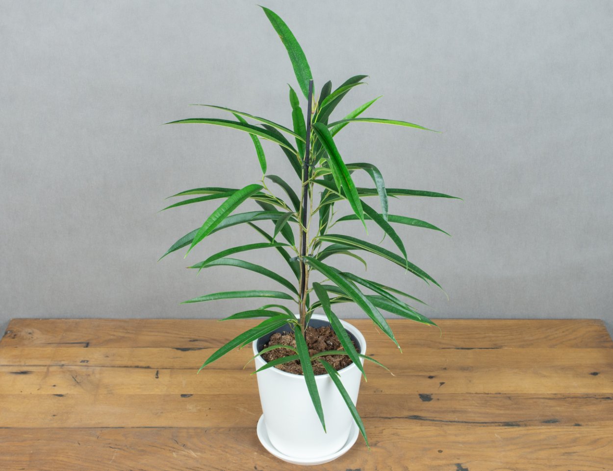 Фикус Али в интерьере