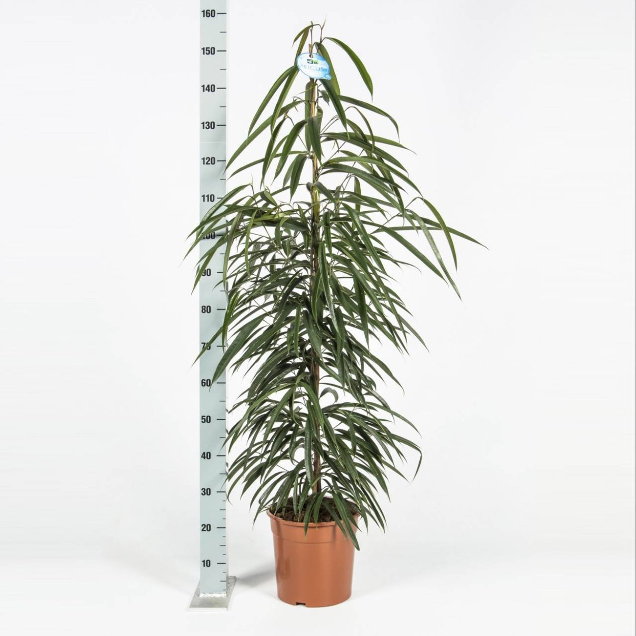 Фикус биннендийка Али