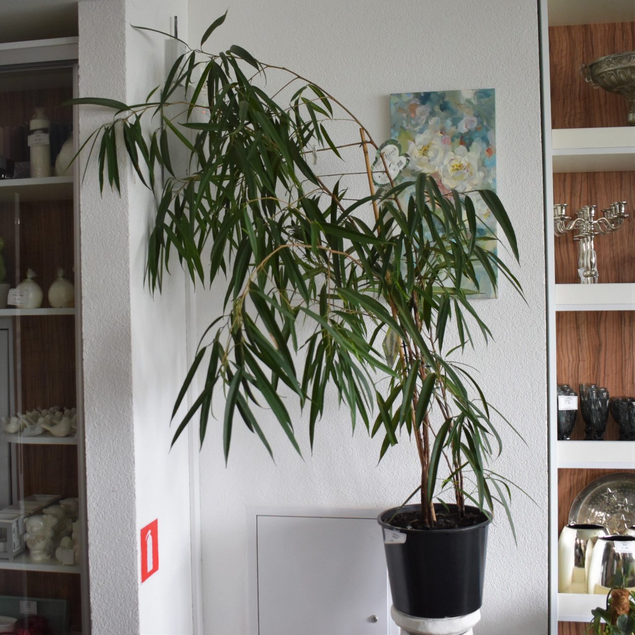 Фикус Биннедика Али