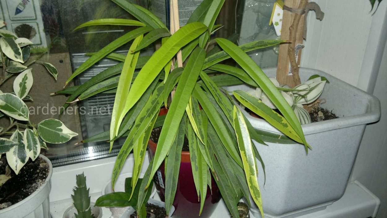 Фикус Али вариегатный большой