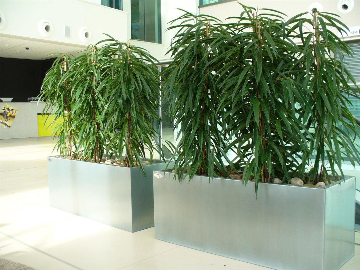 Цветы для офиса в горшках напольные