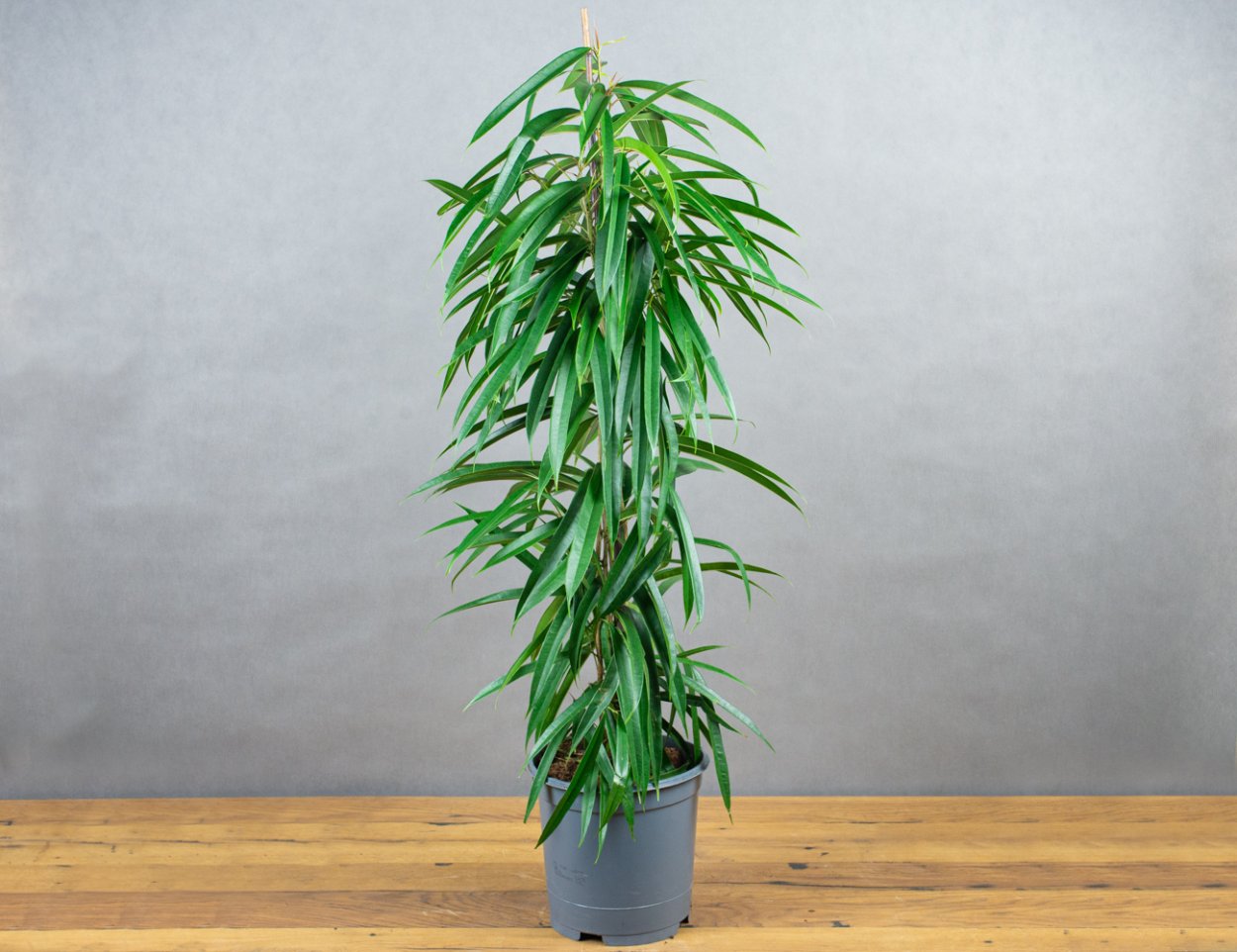 Фикус биннендийка Али