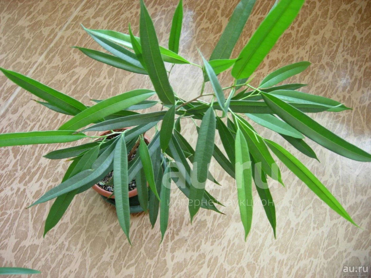 Фикус биннендийка Али