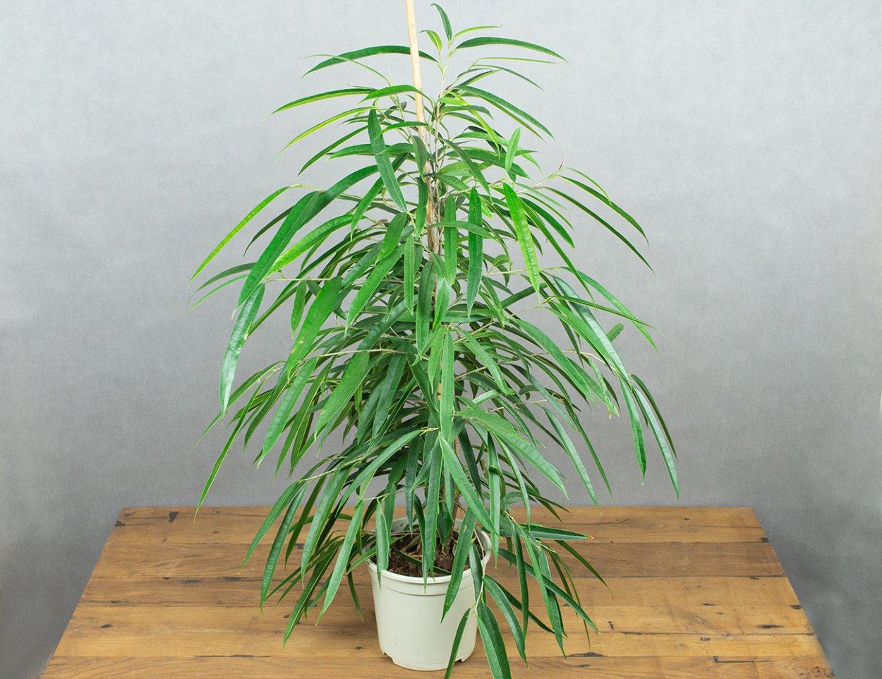 Фикус Али цветение