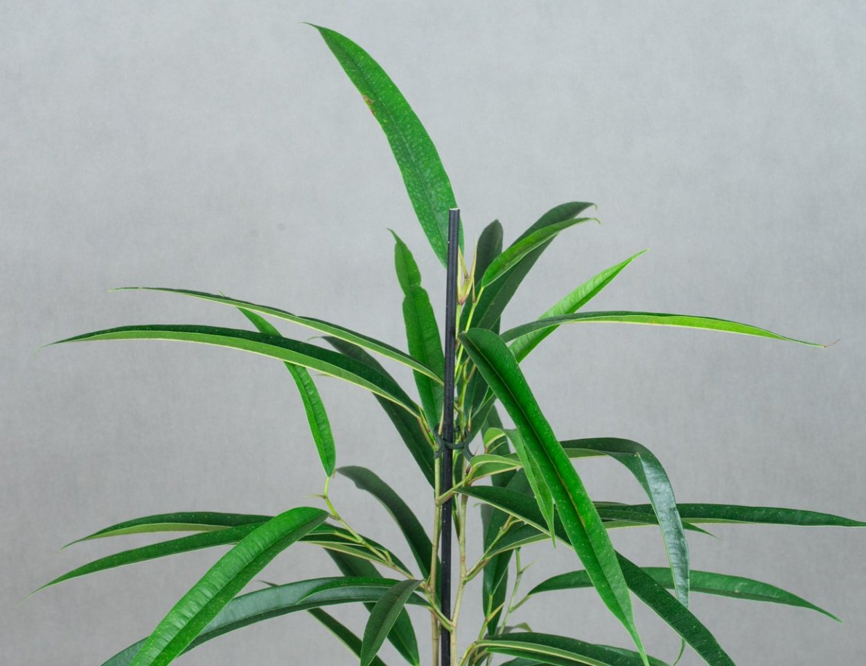 Фикус Али большой раст-24