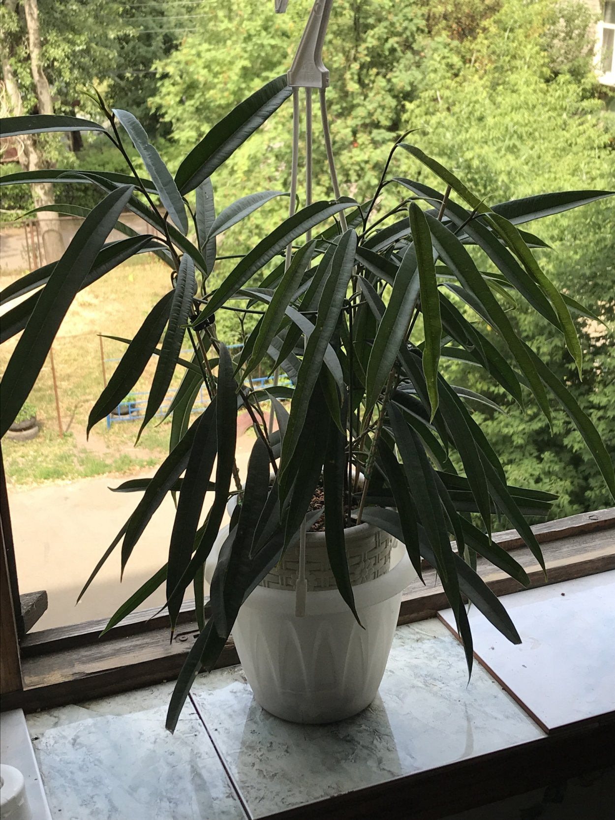 Фикус биннендийка Али