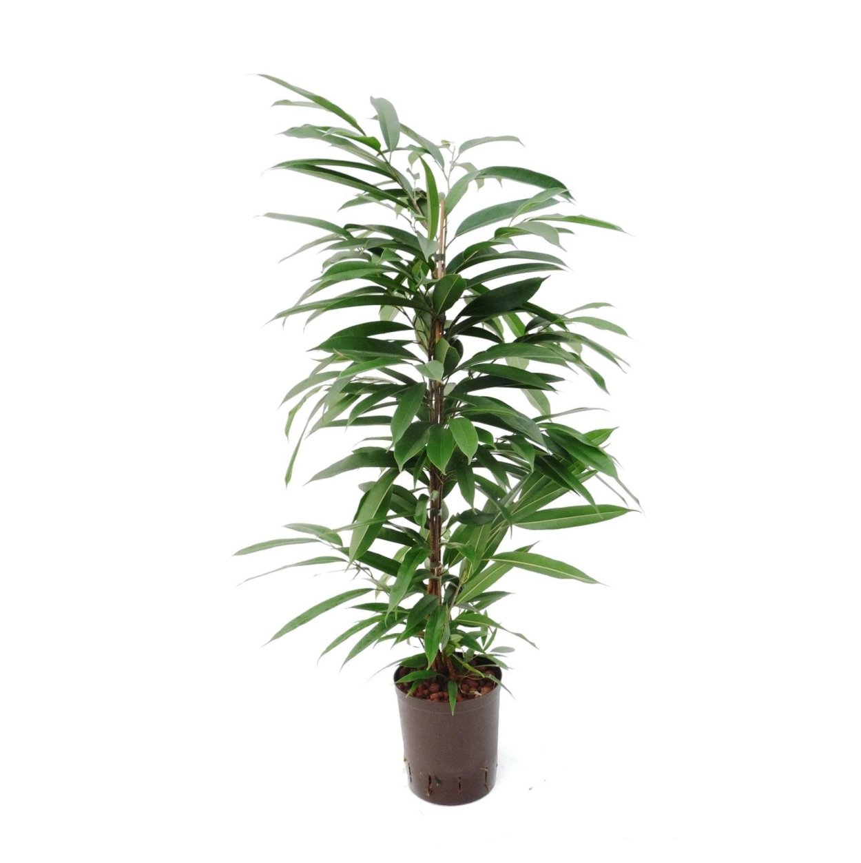 Фикус Биннедика Амстел Кинг