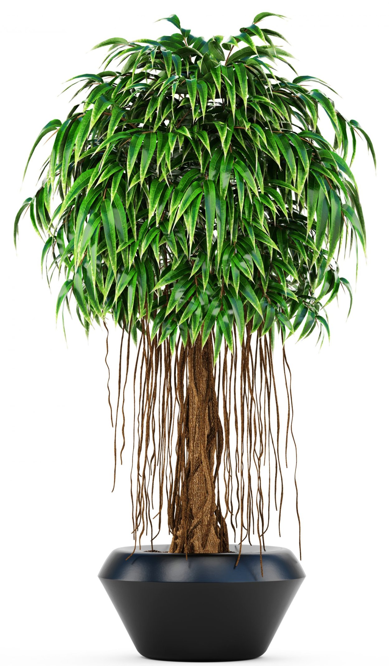 Фикус Биннедика Али