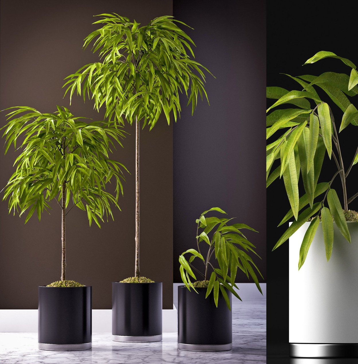 Фикус Али в интерьере квартиры