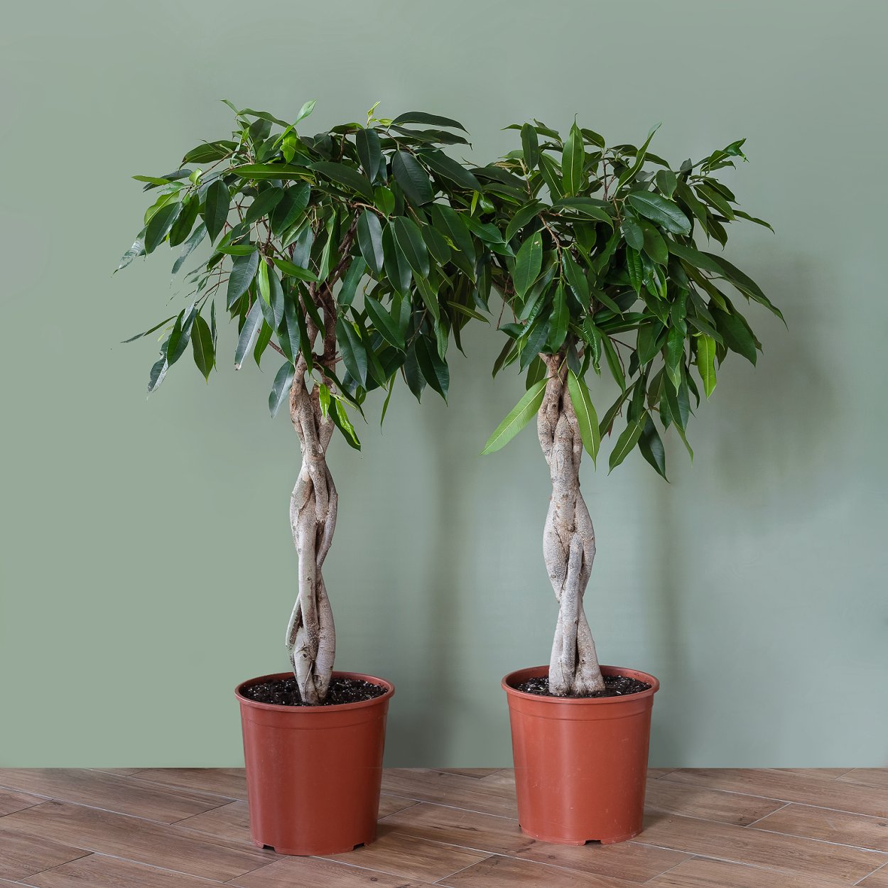 Фикус Бенджамина Али