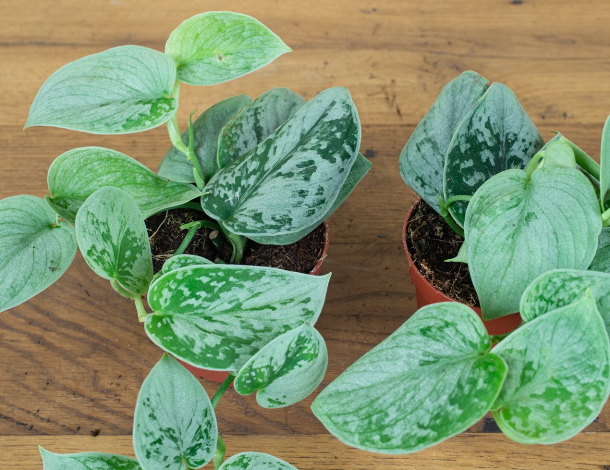 1 / 2 Сциндапсус Сильвер Энн