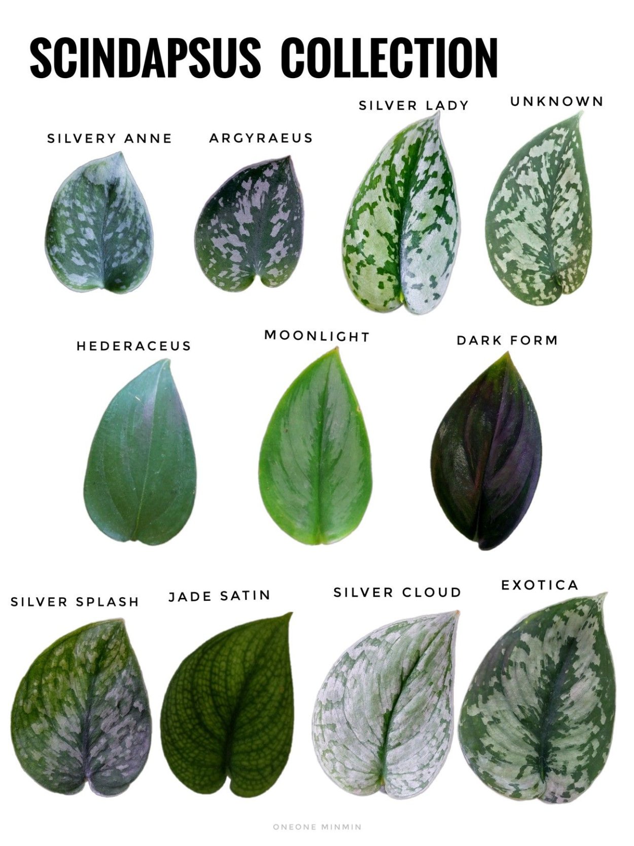 Сциндапсус lucens