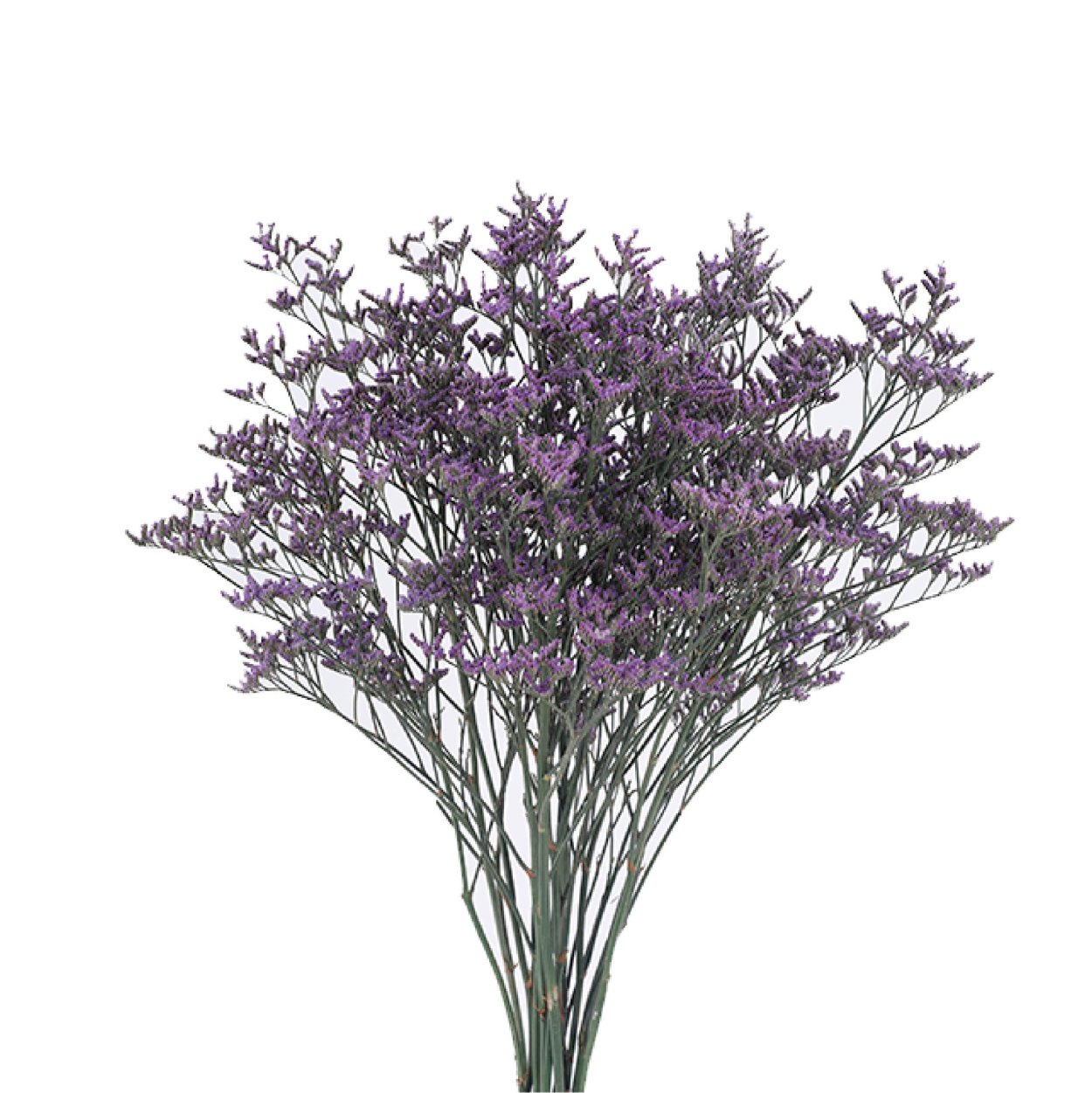 Сухоцветы кермек лимониум