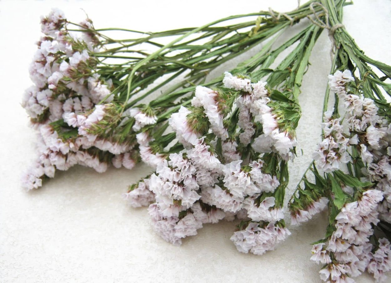 Статица белая сухоцвет