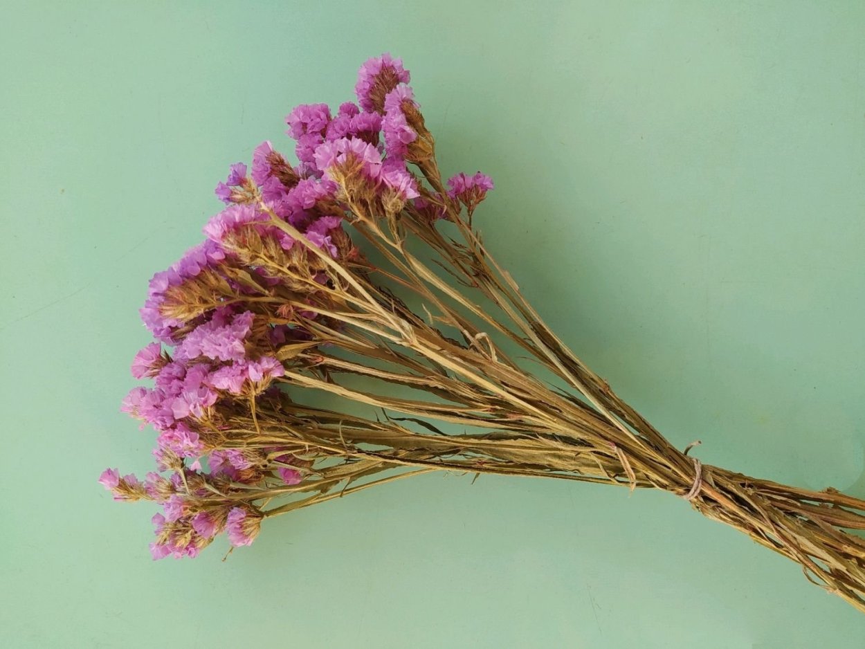 Статица сухоцвет