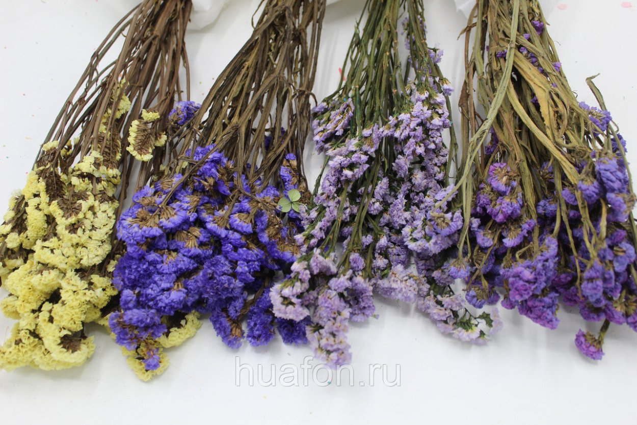 Статица Суприм сухоцвет