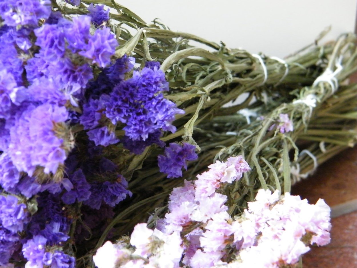 Статица американская красавица