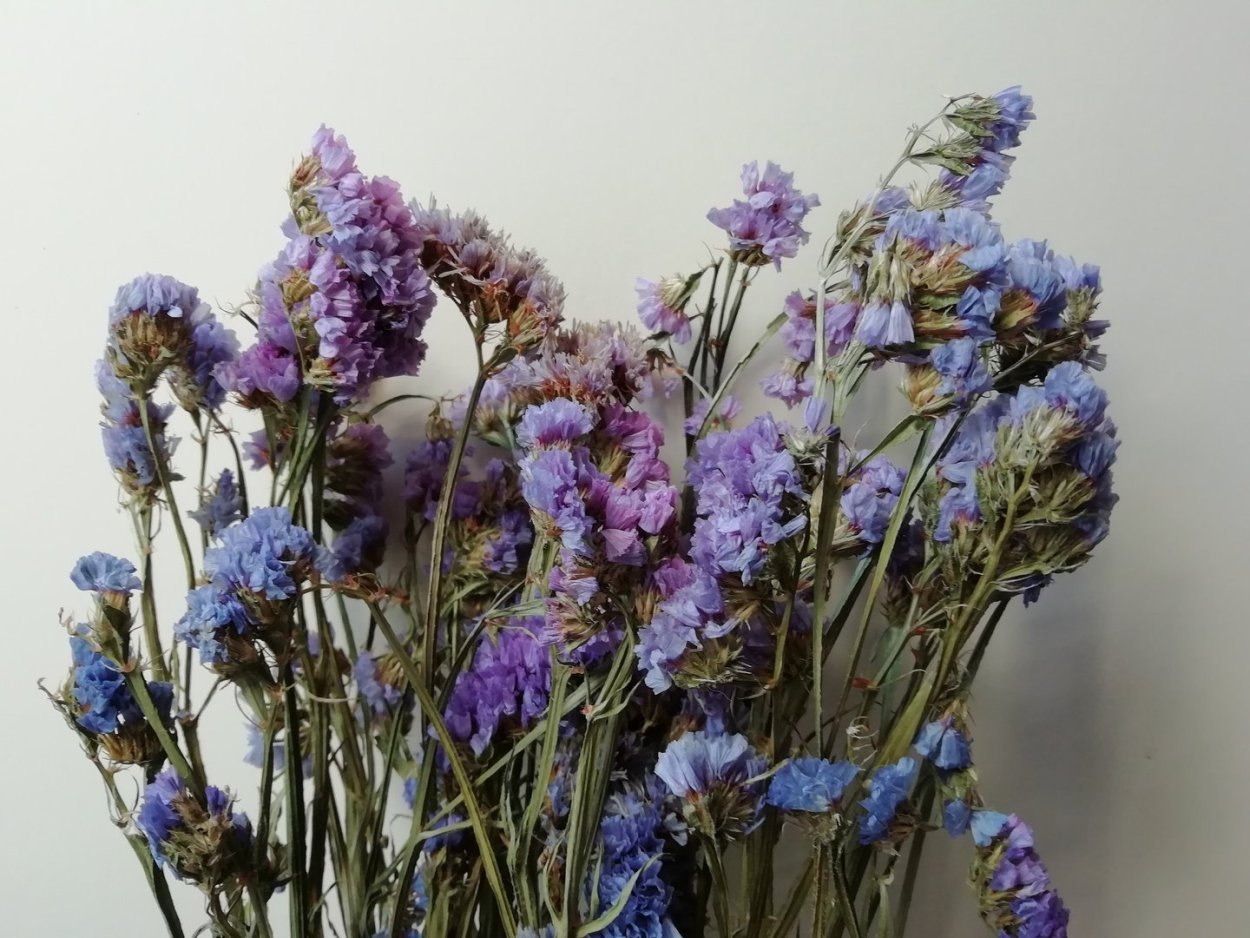 Limonium sinuatum