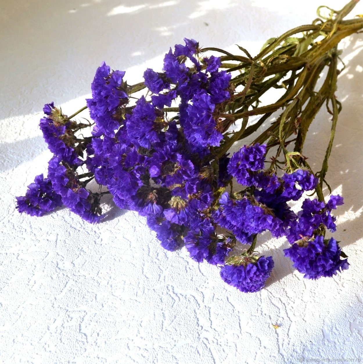 Статица синяя