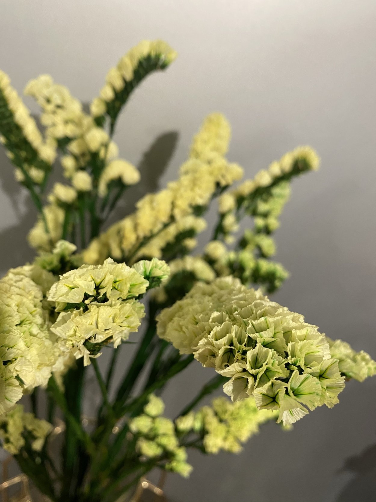 Статица цветы сухоцветы