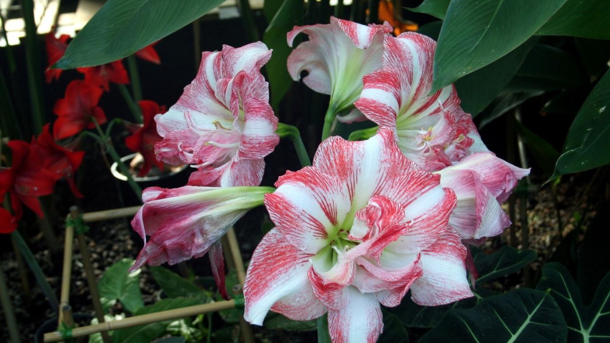 Амариллис (гиппеаструм) белладонна