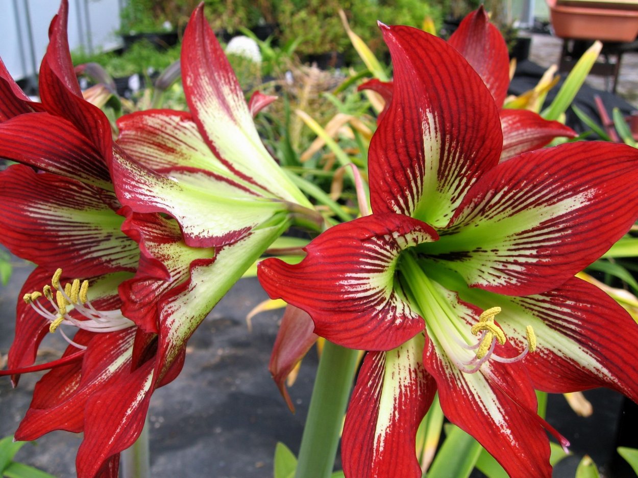 Гиппеаструм гибридный амариллис