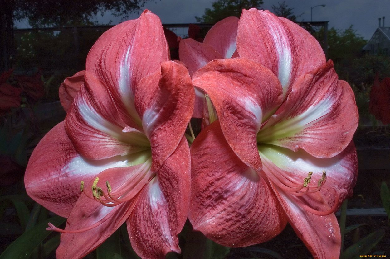 Амариллисы и гиппеаструмы