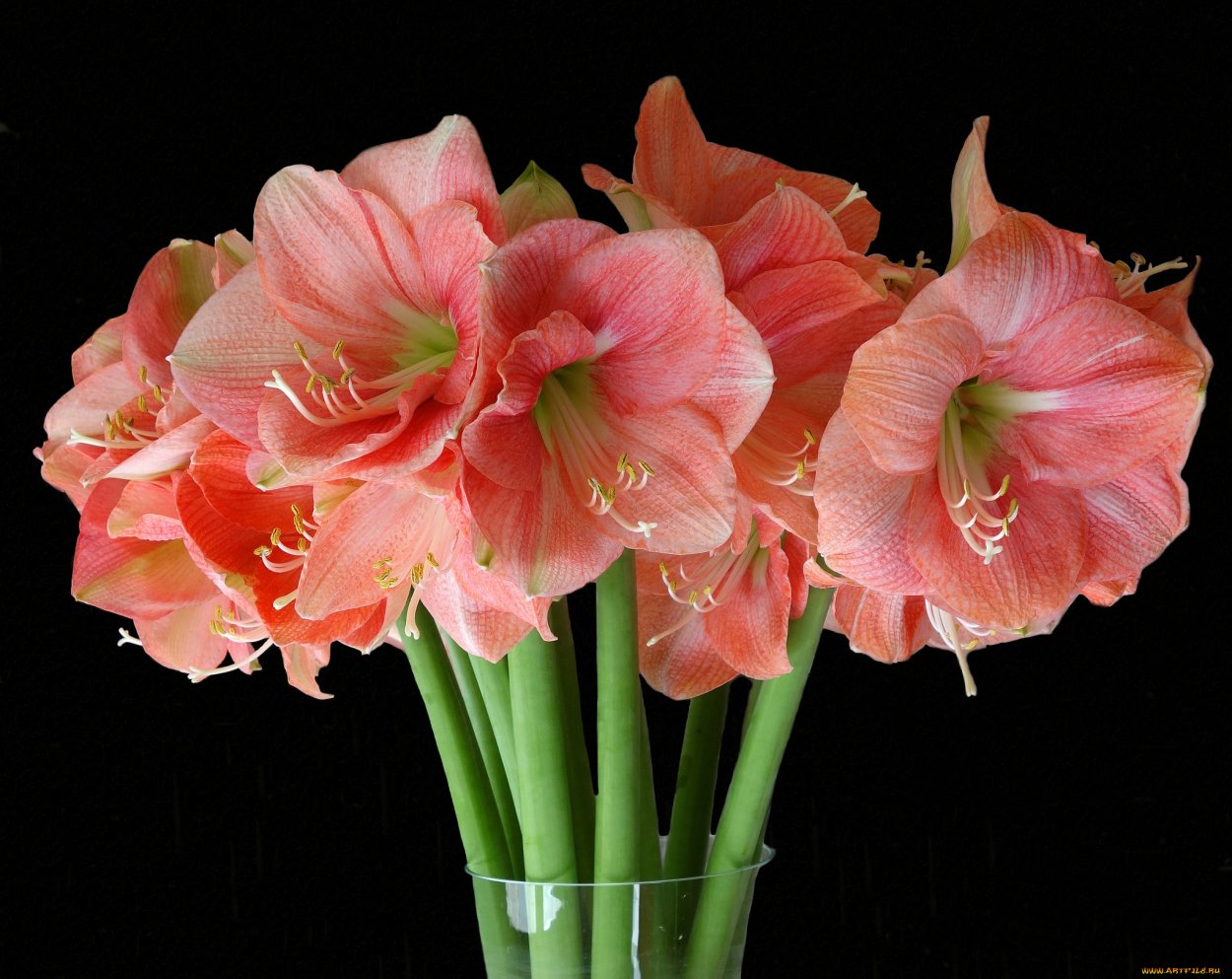 Гиппеаструм амариллис оранжевый